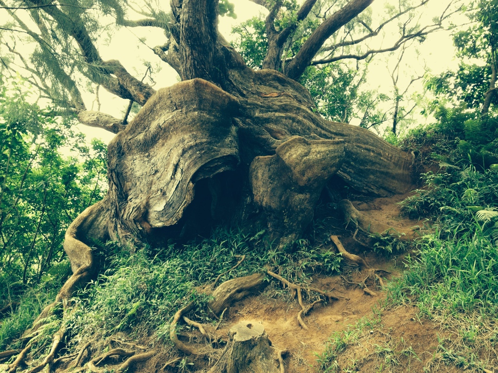 Ancient tree roots — Hawaii